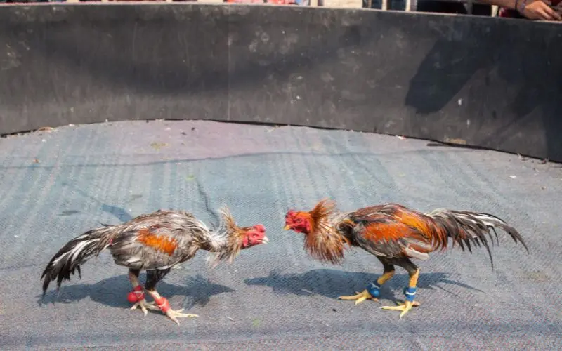 Đá Gà Cựa Dao Tại Win88: Lựa Chọn Giải Trí Kịch Tính 4 Bí quyết làm chủ cuộc chơi đá gà cựa dao