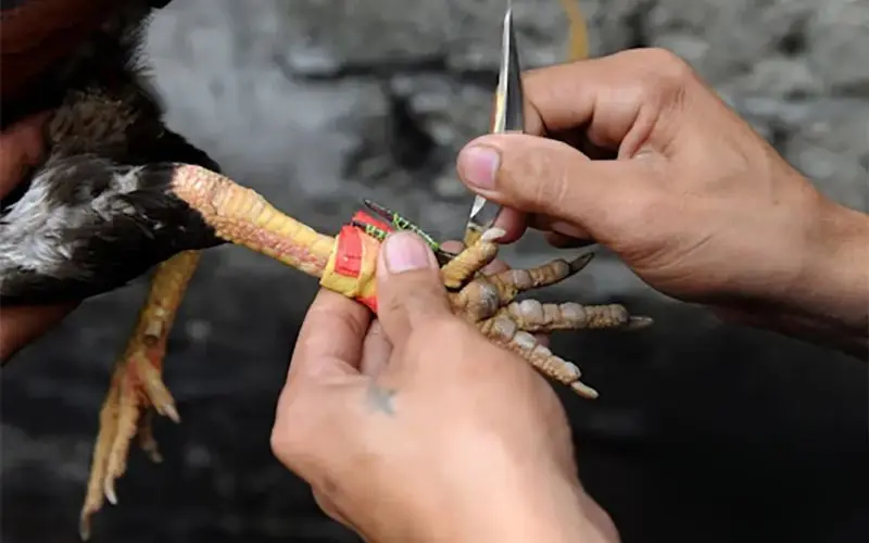 Đá Gà Cựa Dao Tại Win88: Lựa Chọn Giải Trí Kịch Tính 2 Đá gà cựa dao là gì?